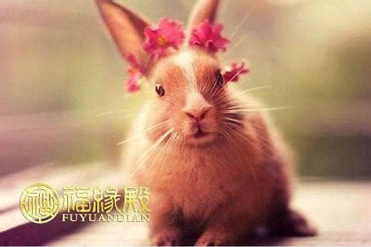 属兔男和属猴女合婚吗？