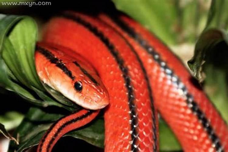 梦见红色蛇是什么预兆周公解梦？