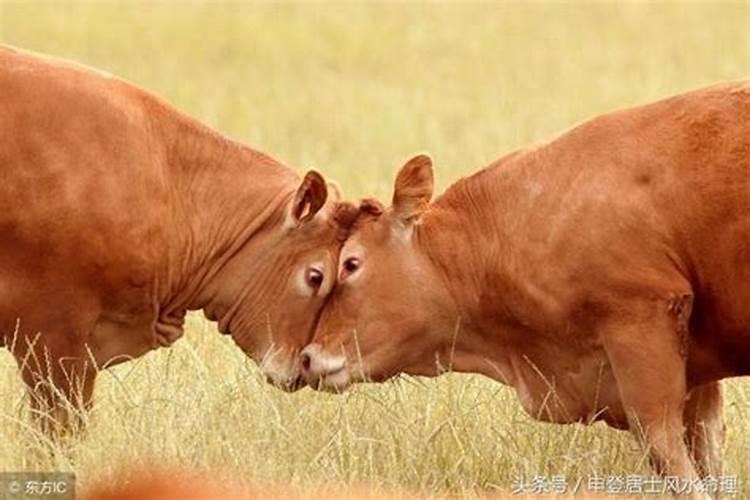 属牛的和属虎的相配吗？