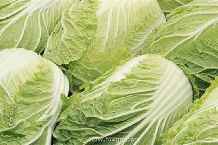 梦见特别多的白菜叶子？