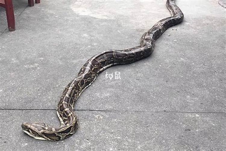 怀孕的女人梦见蟒蛇是什么意思？