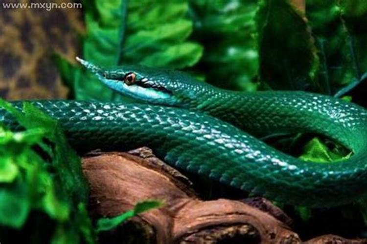 梦见了青蛇代表什么预兆？