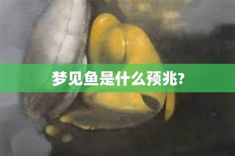 梦到鱼是什么情况周公解梦？
