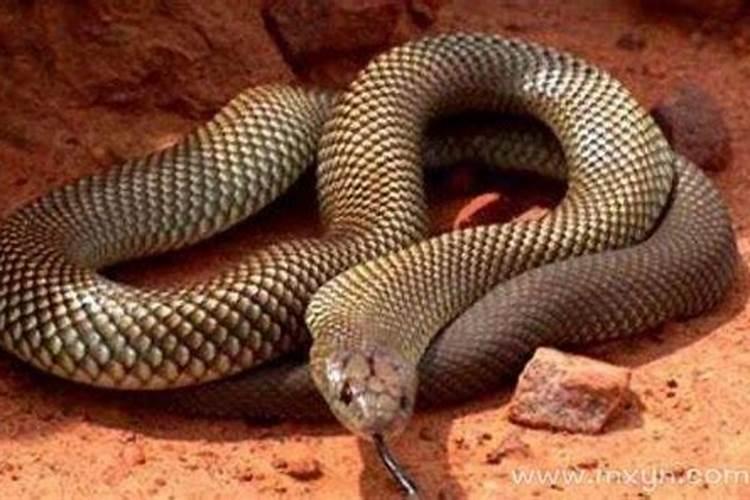 梦见奶奶和蛇是怎么回事？