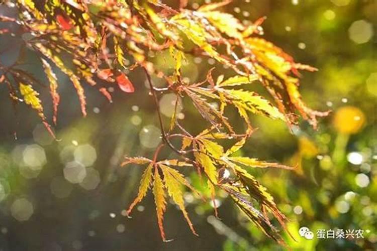 立秋时节的天气特点有哪些？