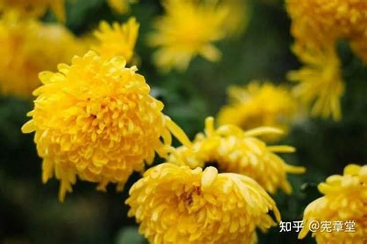 冬至祭拜能带菊花吗？