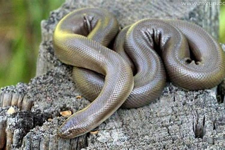 梦见路上到处都是蛇