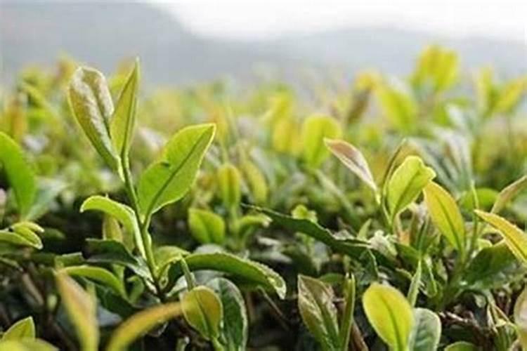 属龙人2025年运势运程桃花运