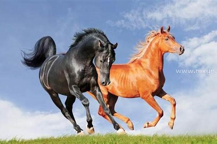 梦见马在海上奔跑周公解梦