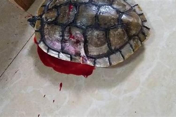 梦到死的乌龟是什么意思？