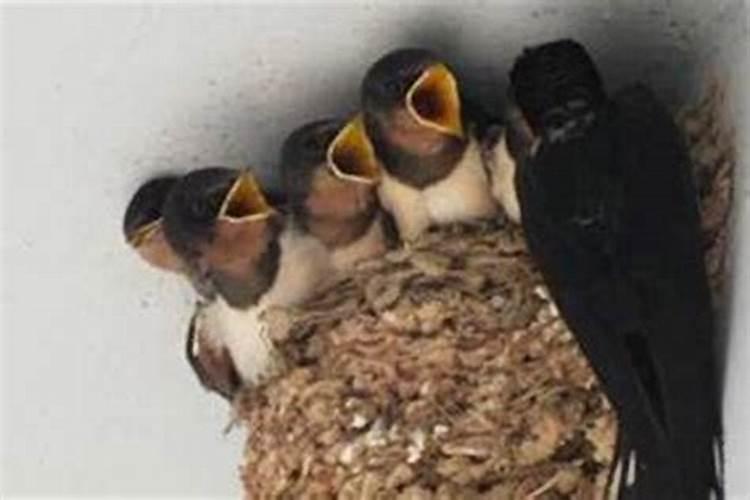 燕子飞进店里预示什么？