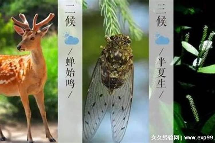 夏至三侯是什么意思？