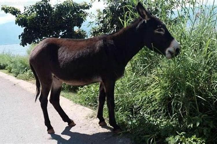 梦见驴车是什么意思？