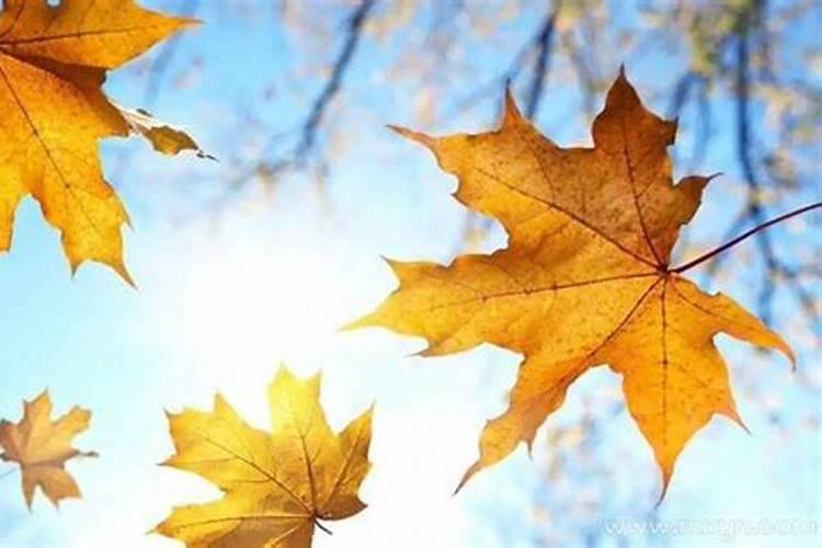 离婚的女人梦见前夫死了预示什么？