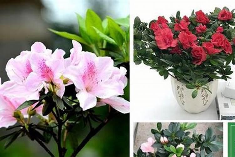 冬至哪个季节开花？