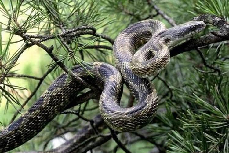 梦见好大的蛇是什么意思蛇好怕？