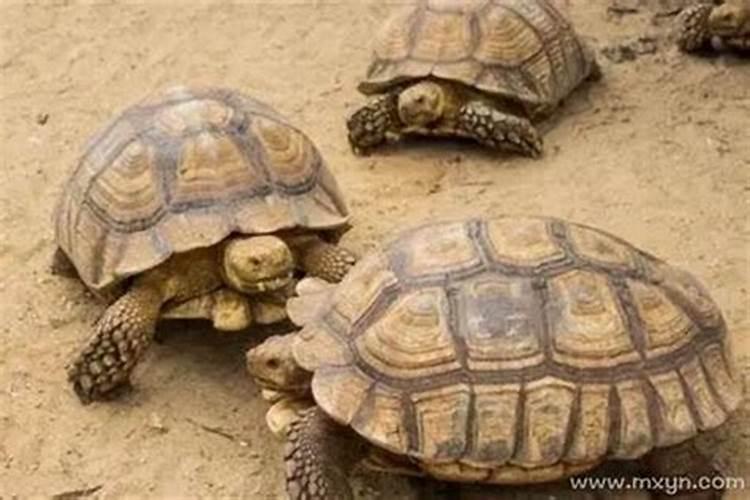 梦见好多乌龟预示什么？