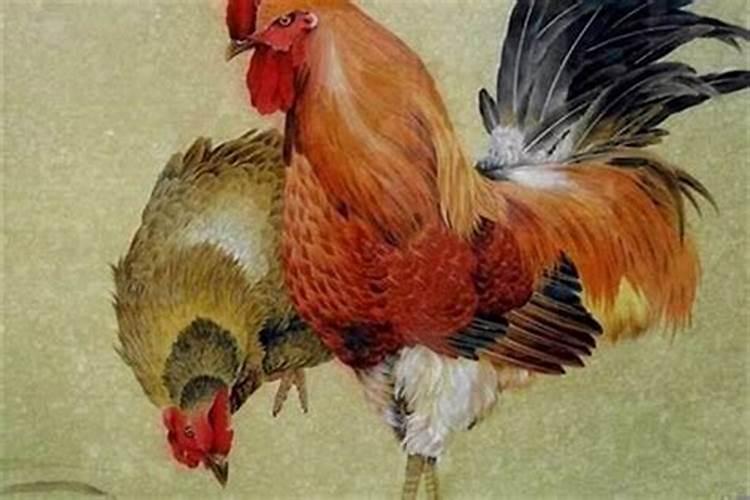 鸡和鸡的姻缘怎么样？