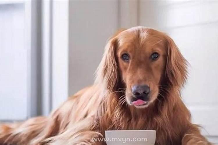 2026男人梦见狗是什么预兆？