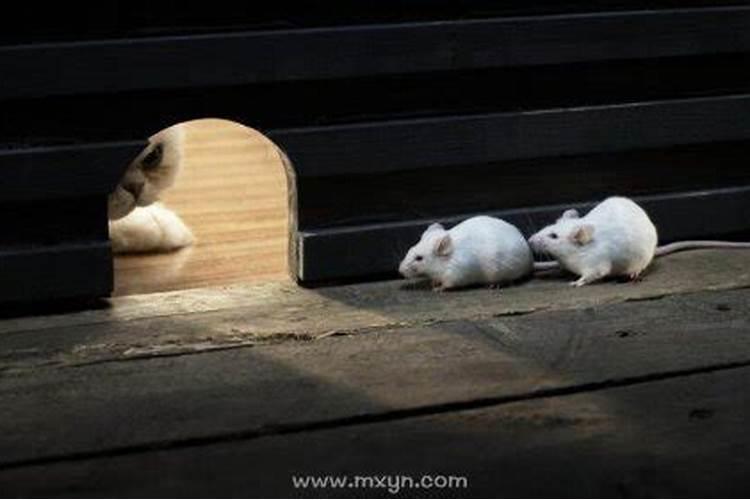 怀孕梦见死老鼠是什么意思啊？