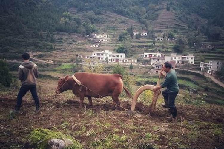 为什么农历十月初一吃糍粑？