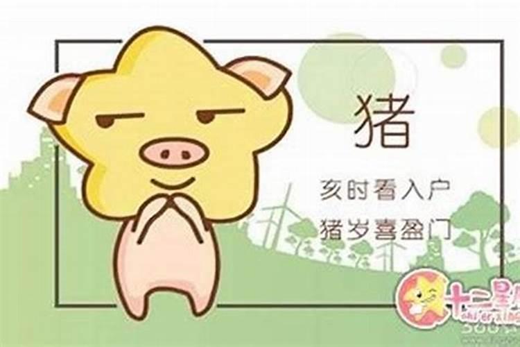 猪适合什么属相婚配？