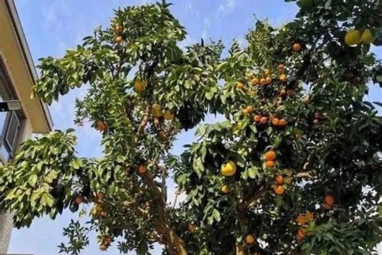 梦到墓地结了各种水果