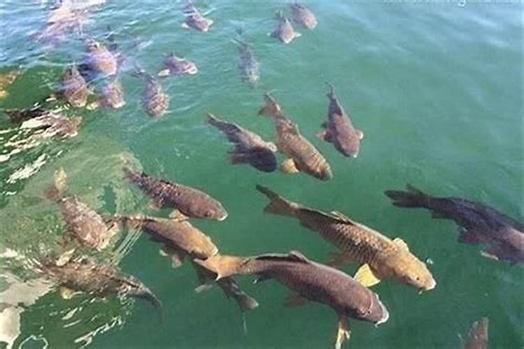 梦见水冲进家里好多鱼？