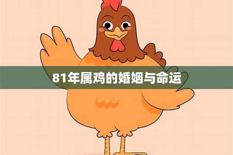 八一年属鸡婚姻为啥不顺心？
