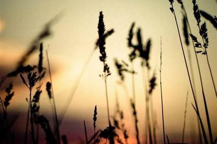 梦见活着的朋友死去