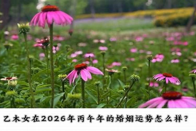 乙木女在2026年的运势