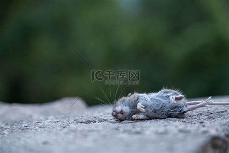 梦到一只大死老鼠又活了