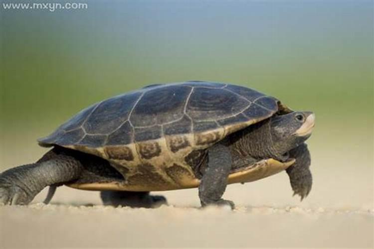 梦见乌龟周公解梦