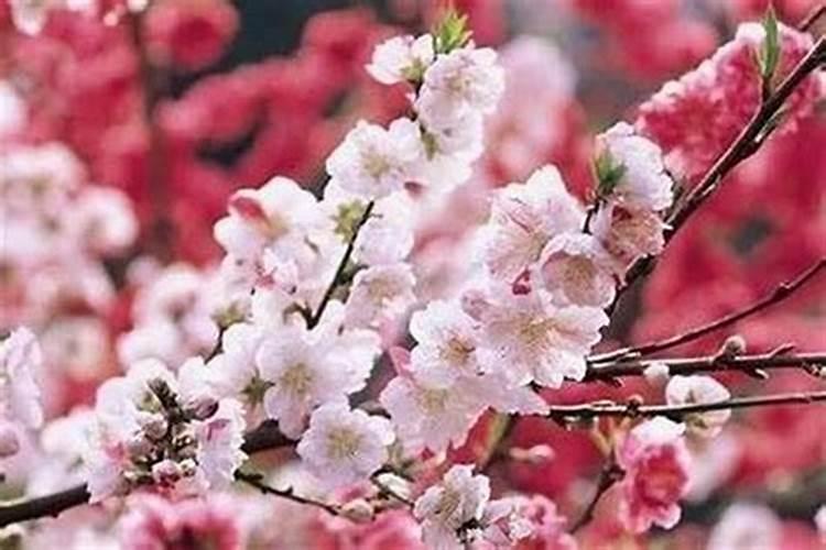 女人招桃花运最灵的办法