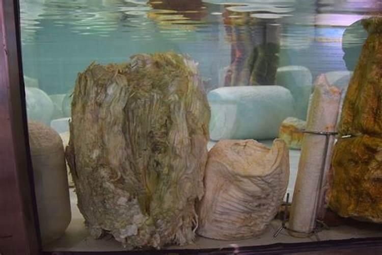 石太岁泡水用过的经验之谈