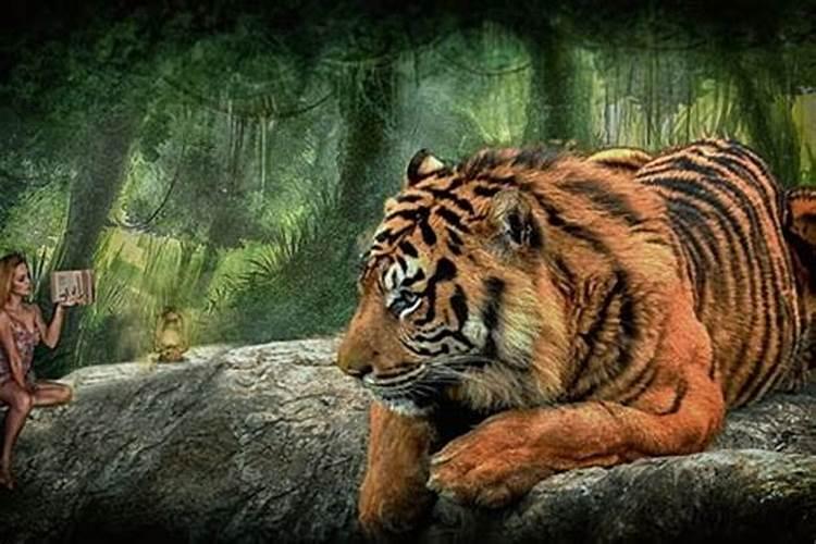 梦见老虎进家追我是什么预兆？