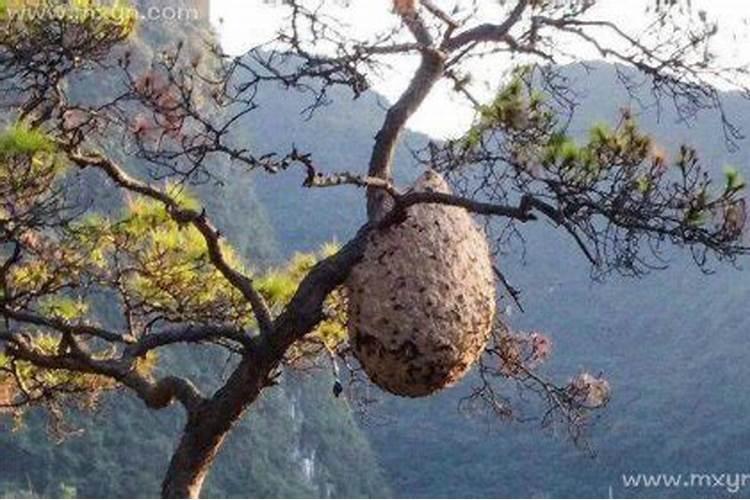 梦见蜂窝是什么意思？