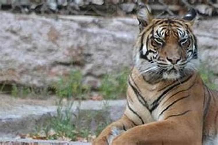 梦见老虎进家了好不好？