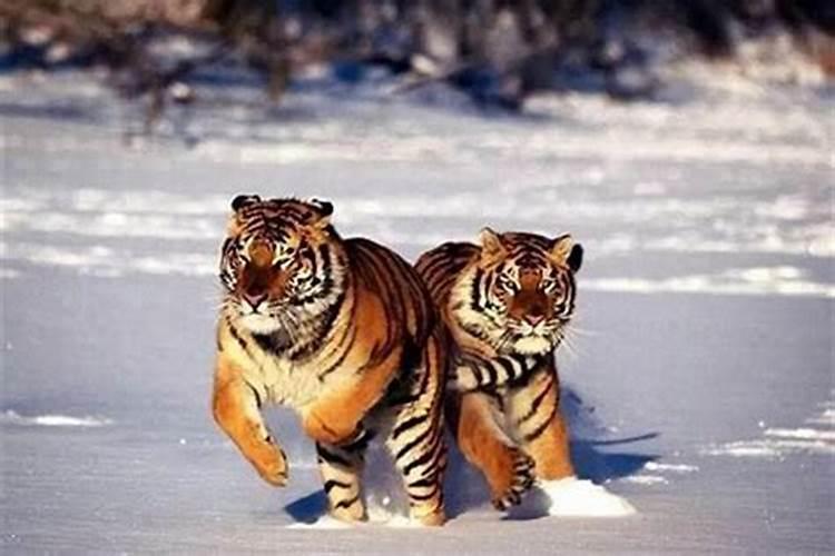 虎生11月运程怎么样？