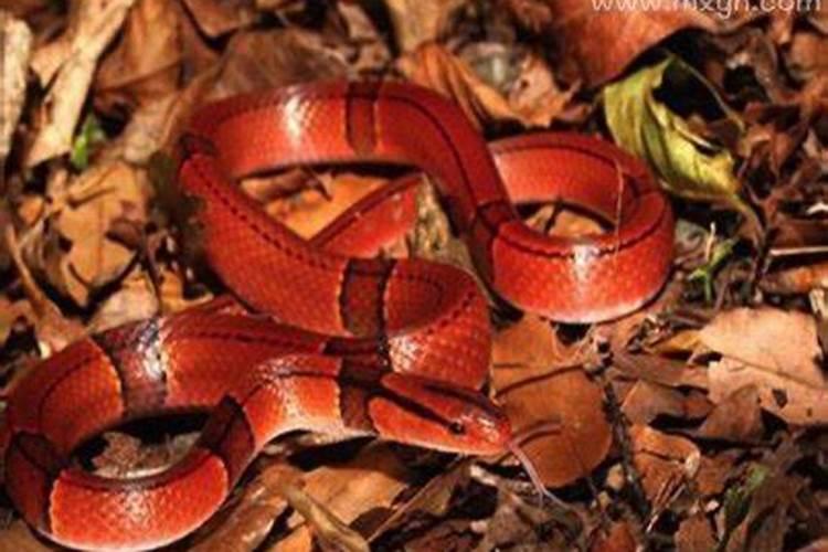 梦见红色蛇是什么意思周公解梦？