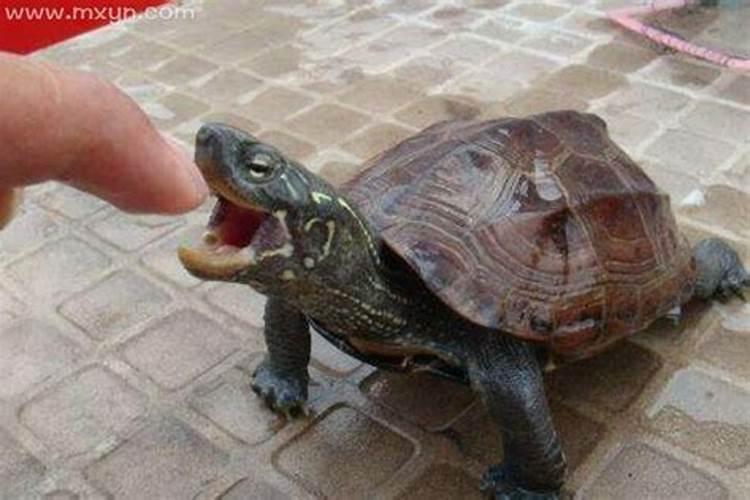 梦到乌龟咬我没咬到