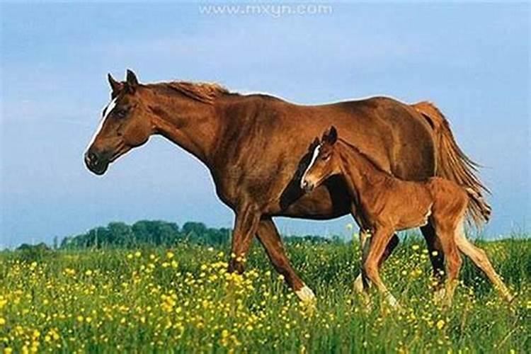 梦见马什么意思解梦？