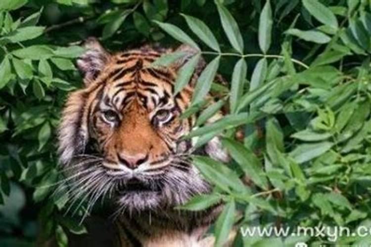 梦见老虎咬人什么预兆周公解梦？