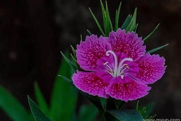 梦见死去的妈妈还活着是什么意思？