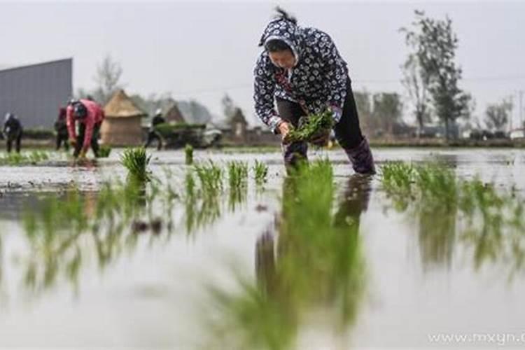 梦见好几个人一起插秧？