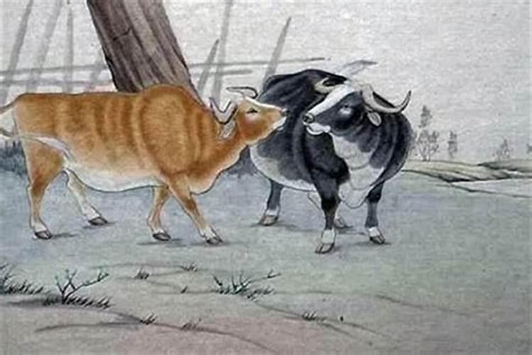 属相牛与狗婚配可以吗？