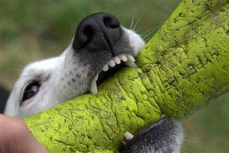 梦见狗咬我是什么预兆好不好？