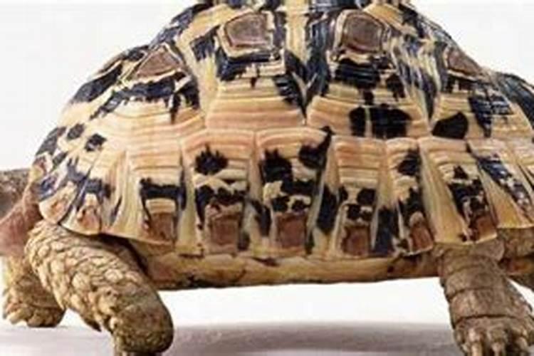 梦见乌龟是什么兆头？