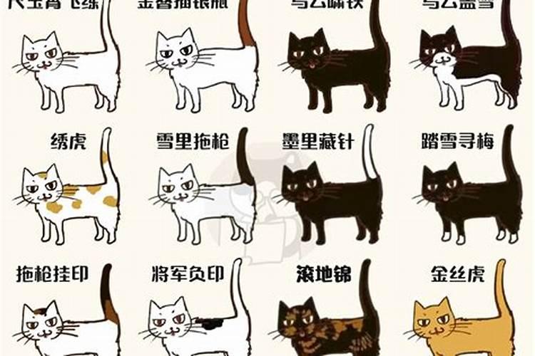 冬至出生的猫咪取名字大全