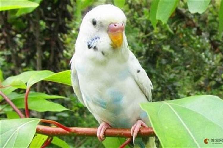 什么生肖不能养鸟？